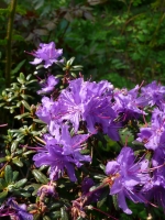 Rhododendron impeditum